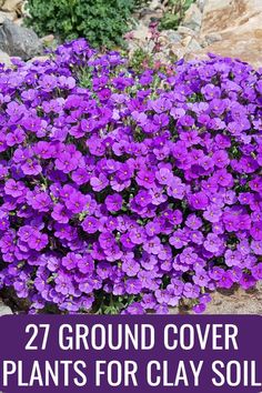 purple flowers growing out of the ground with text overlay that reads, 27 ground cover plants for clay soil