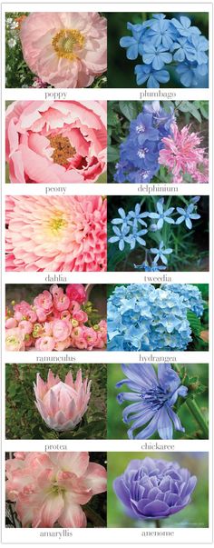 Inspiration to Coloriztion: Inspiration for your Pink and Blue WeddingAlchemy Fine Events & Invitations | Alchemy Fine Events Pink Peonies, Blue Bouquet, Pink And Blue Flowers, Pink Flowers, Hydrangea Colors, Blue Flower Names, Peony Bouquet Wedding