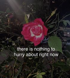 a pink rose with the words there is nothing to hurry about right now on it