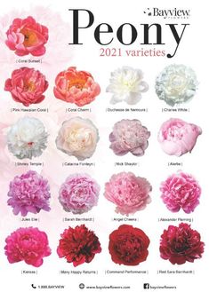 a poster with different types of peony flowers on it's sides and the names of each flower