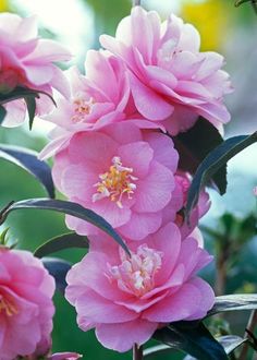 Gardening, Rare Flowers, Blossom Flower, Blossom Garden, Bloom, Rosas