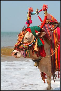 a cow with colorful decorations on its back standing in the water at the beach near the ocean