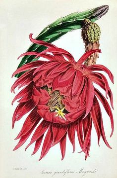 Joseph Paxton - Cereus Grandiflora - 1834-49 Antique Botanical Print