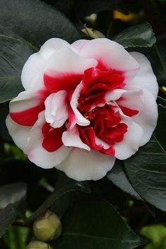 flowersgardenlove: “ Camellia Japonica ~ Beautiful gorgeous amazing ” Floral Arrangements, Begonia