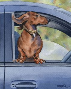 a watercolor painting of a dachshund dog sitting in the back seat of a car
