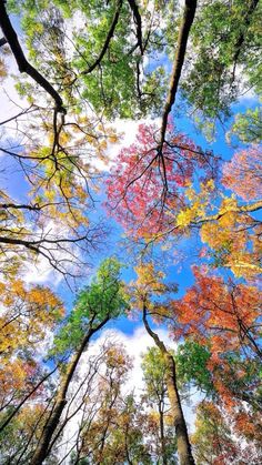 looking up at the tops of tall trees in autumn with leaves turning to red, yellow and green