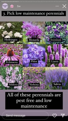 an image of flowers with the words all of these perennials are pest free and low maintenance