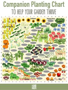 a garden plot with the words companion planting chart to help your garden thive