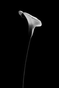 Calla 1 | Calla by JacktheFlipper-de on DeviantArt Exotic Flowers, Flowers, Calla Lily, Flowers Nature, Black Paper, White Flower Pictures, Black And White Flowers