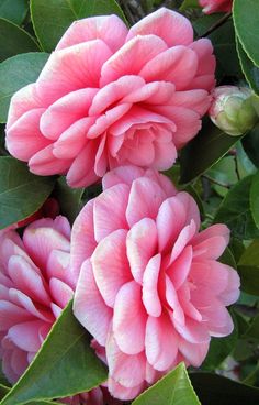 Camellias | The official flower of my city, Sacramento CA. T… | Flickr Floral, Flower Power, Colorful Roses, Pink Flowers