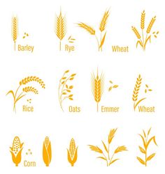 Quilling, Rye, Ideas, Barley, Corn, Barley Plant