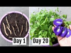 Planting Seeds, Planting Flowers, Nature, Outdoor Games, Growing Herbs, Pea Plant, Garden Seeds, Plant Propagation, Growing Flowers