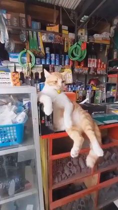 an orange and white cat sitting on top of a red shelf in a room filled with shelves