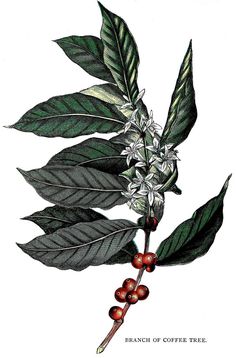 Untitled Tattoo, Ink, Coffee Art, Tattoos, Coffee Plant, Coffee Tree, Coffee Flower, Coffee Gallery, Plant Illustration