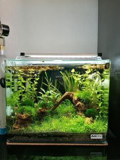 an aquarium filled with green plants and rocks on top of a table next to a water dispenser