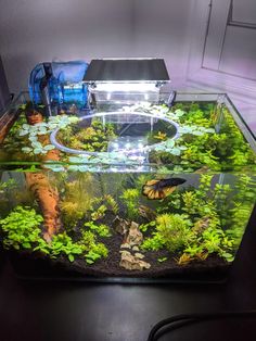 an aquarium filled with plants and fish