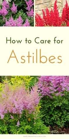 the words how to care for astilbs are shown in four different pictures