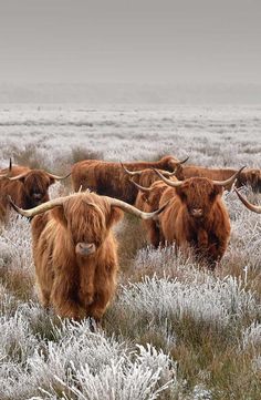 the long horn cows are walking through the frosty field