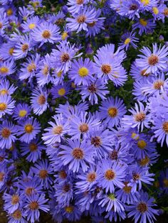 Aster Wood's Blue -- Bluestone Perennials Flowers, Flowers Perennials, Bloom, Aster Flower, Beautiful Flowers