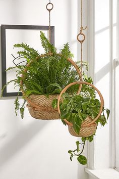 two hanging baskets filled with green plants in front of a window