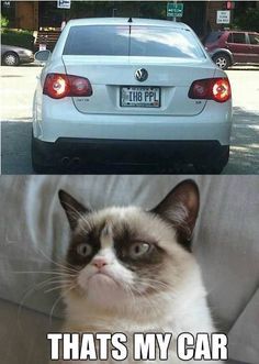 Grumpy cat funny, grumpy cat humor, grumpy cat meme, sarcastic funny, grouchy cat …For more funny quotes and hilarious images visit www.bestfunnyjokes4u.com Grumpy Cats, Funny Grumpy Cat Memes, Funny Animal Jokes, Funny Cat Memes, Grumpy Cat Quotes, Grumpy Cat Humor