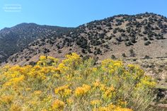the mountains are covered in yellow flowers and trees