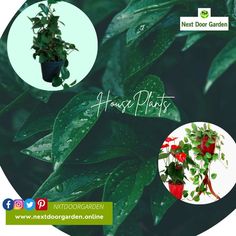 Why should you get a MONEY TREE? This eye-catching tree with a braided trunk can reach a height of eight feet indoors. It's a popular office gift idea because it's thought to be a symbol of good fortune and prosperity. To know more, reach out to us @ 🌐www.nextdoorgarden.online ☎️+61 423 092 354 📧 nxtdoorgarden@gmail.com #nextdoorgarden #houseplant #garden #hangingplants #gardentips #gardenlife #iloveplant #instaplant #freeshipping #plant #nature #neighborhood #flower #environtmental Popular