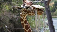 a giraffe eating food from a feeder hanging on a wire with trees in the background