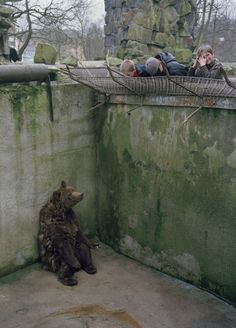 This photo of a bear in captivity is heartbreaking. Know your zoos. Do they help or do they harm? World, Kaliningrad, Innocent, Zoo, Vida, Cats, Species, Fotografia, The Zoo