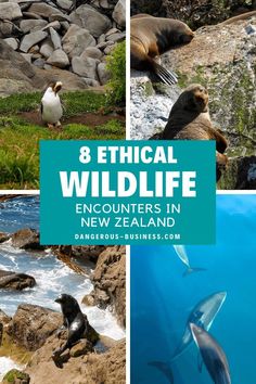 Ethical wildlife experiences in New Zealand Tours, Wildlife Travel, Wildlife Tourism, Wildlife Tour, New Zealand Adventure, New Zealand Wildlife, New Zealand Travel Guide, New Zealand Travel, Whale Watching Tours