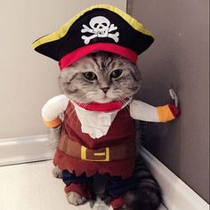 Pirate Cosplay for dog or cat Dog Pirate Costume, Cat Costumes, Dog Costume, Pet Costumes, Dog Costumes, Pirate Cat, Cat Clothes, Dog Clothes