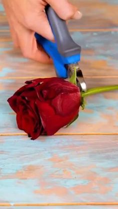 a person is cutting a red rose with a blue handled tool on a wooden table