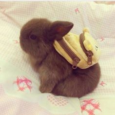 a small rabbit with a backpack on it's back and the caption time for school
