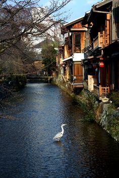 Kyoto (京都) Kyoto, Japan Travel, Inspiration, Tokyo, Island, Japanese Garden, Kyoto Travel, Kyoto Japan, City