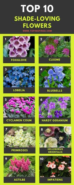 the top 10 shade - loving flowers