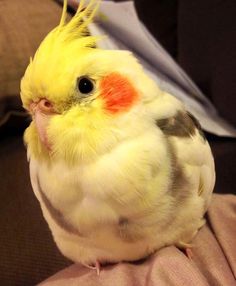 a yellow and white bird sitting on someone's lap