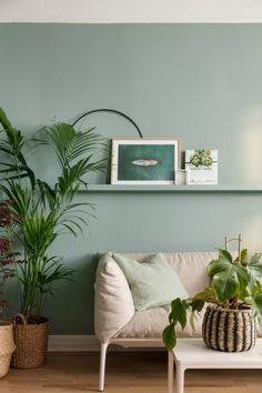 a living room with green walls and plants on the shelf above the couch, along with two potted houseplants