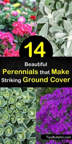 Drought Tolerant Ground Cover, Flowering Ground Cover Perennials, Phlox Ground Cover, Bear Roses, Ground Cover Flowers, Ground Cover Shade, Best Ground Cover Plants, Teddy Teddy, Bear Aesthetic