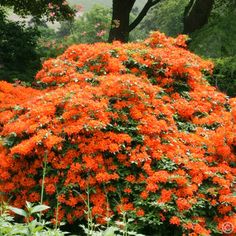 an orange flowered tree in the middle of a garden with lots of green leaves