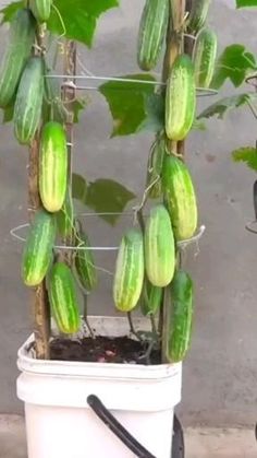 cucumbers are growing in a bucket on the ground