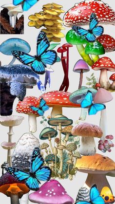 many different types of mushrooms with butterflies on them