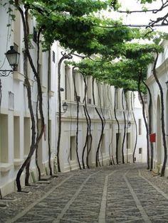 an empty street lined with white buildings and trees on both sides, surrounded by cobblestones