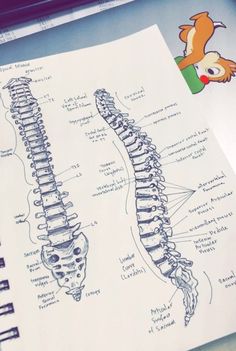 a diagram of the human skeleton and its major functions is shown on top of a piece of paper