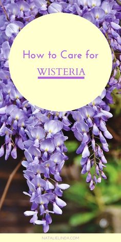 purple flowers with the words how to care for wisteria