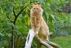 an orange cat sitting on top of a tree branch in a yard next to trees