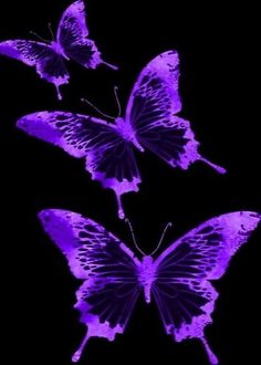 three purple butterflies flying in the air