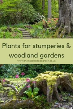 Plants for woodland gardens and stumperies #middlesizedgarden Garden Paths, Meadow Garden, Garden Planning, Garden Projects, Garden Plants, Shade Garden Plants, Garden Beds, Moss Garden