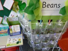 Fantastic Bean growing project and display Outdoors, Projects To Try, Farming