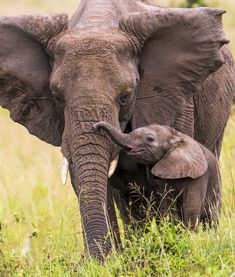 an adult elephant standing next to a baby elephant on top of a lush green field