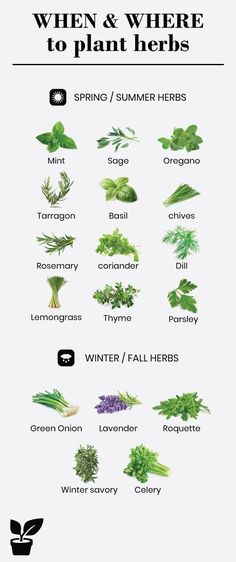 an info sheet describing the different herbs used in plants and their names, including leaves
